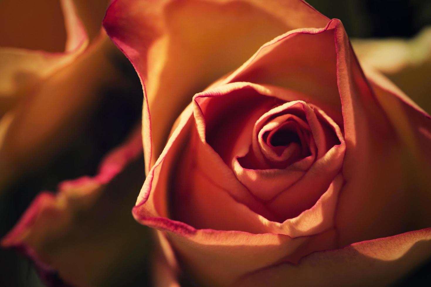 Detail of a pink flower photo