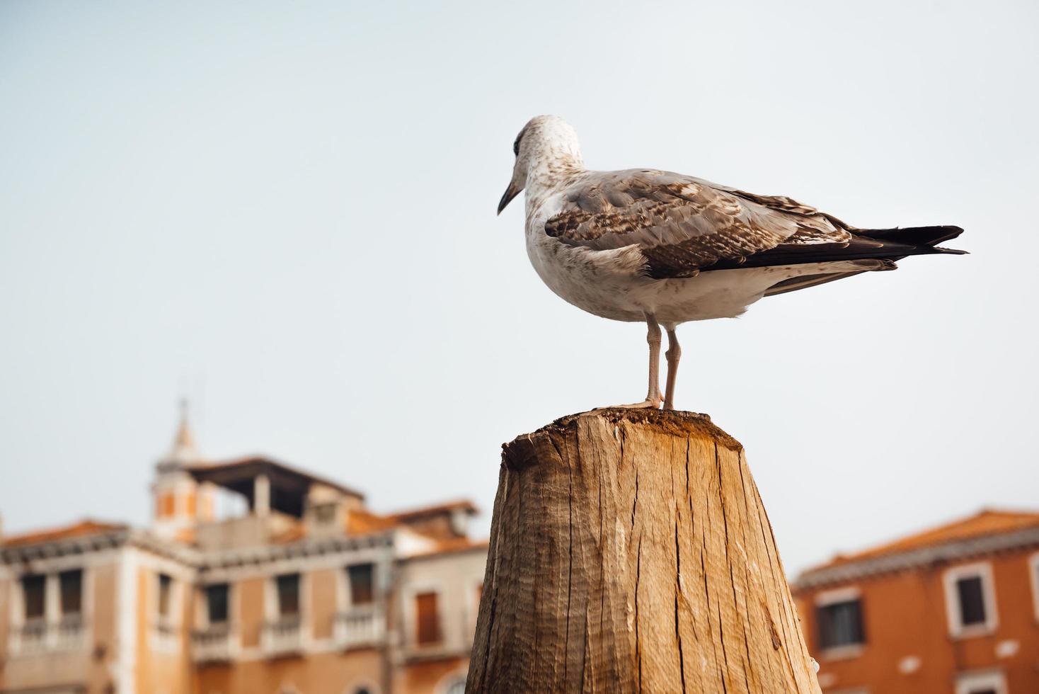 Un pájaro gaviota se asienta sobre un tronco con el telón de fondo de las casas venecianas foto