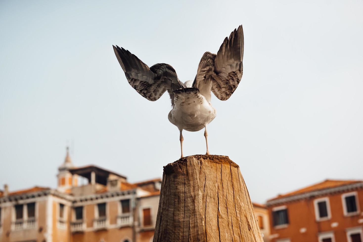 Un pájaro gaviota se asienta sobre un tronco con el telón de fondo de las casas venecianas foto