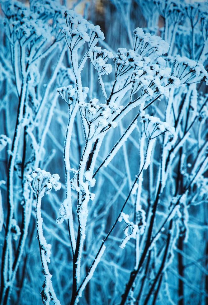 Plants in frozen snow photo