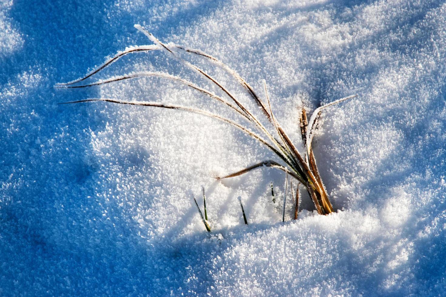 Dry grass in frozen snow photo