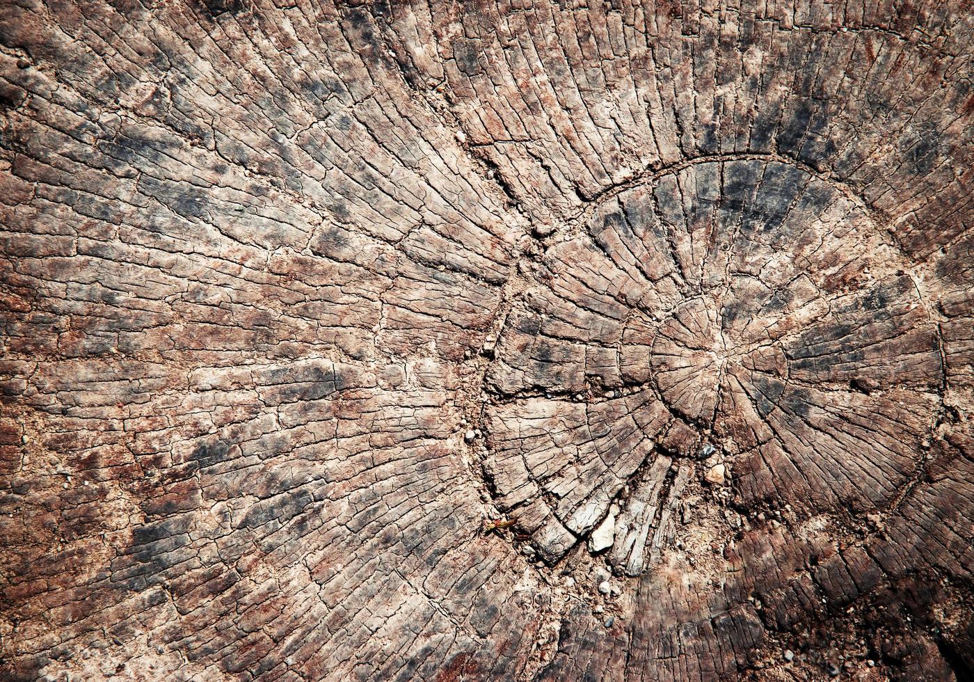 Detail of a weathered stump photo