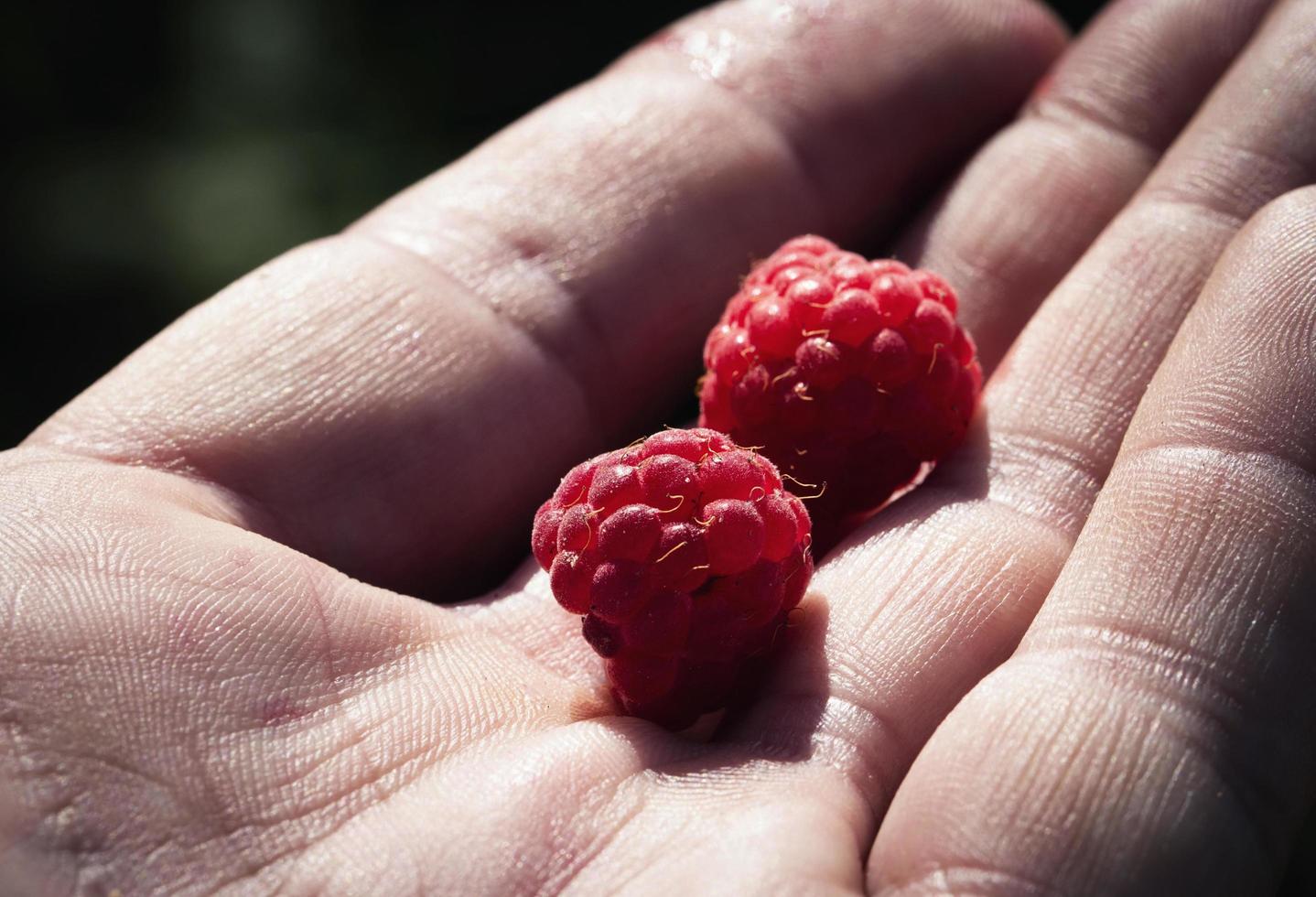 Raspberries in hand photo