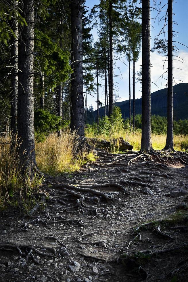 Camino forestal con raíces de árboles crecidos foto