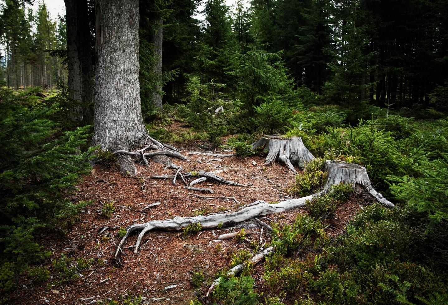 Forest with old stumps photo