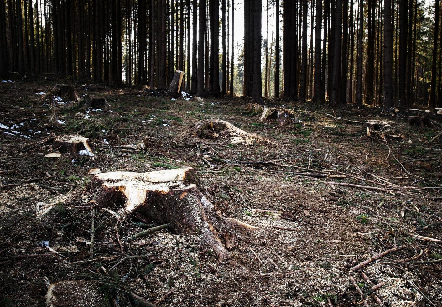 claro en el bosque de abetos foto