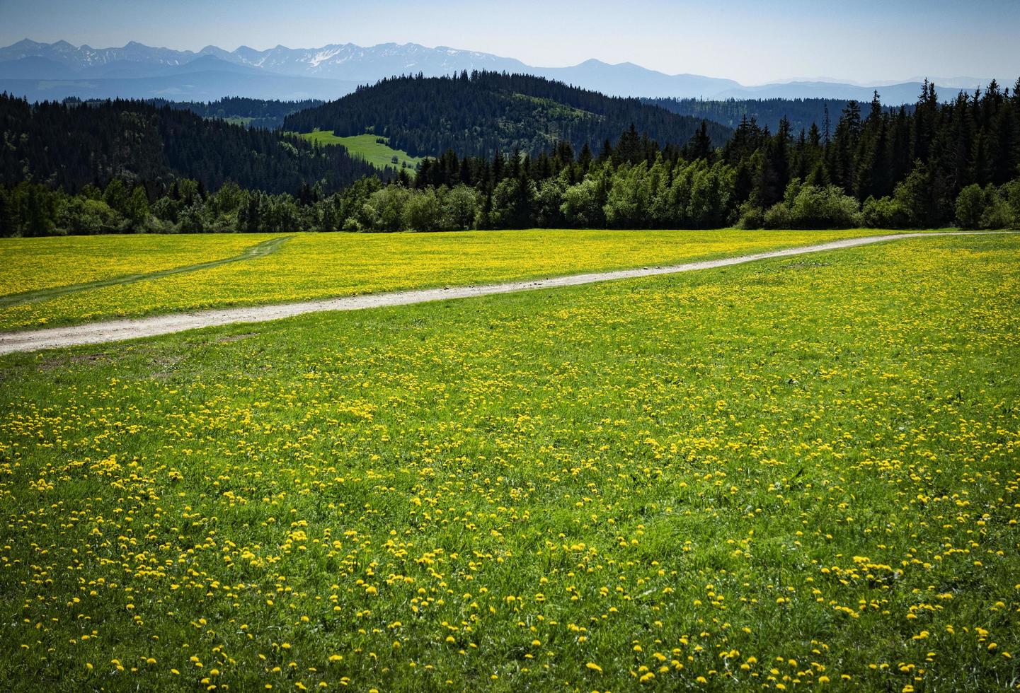 Foothill meadow with dandelions photo