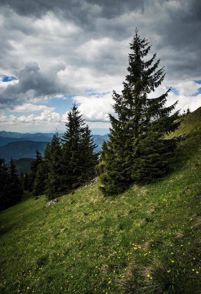 Dramatic landscape with spruces on a meadow photo