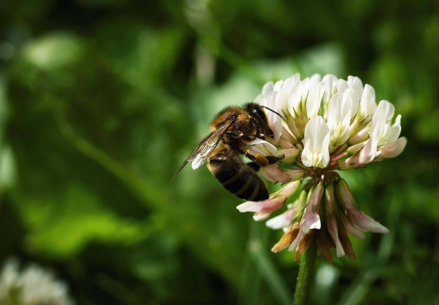 Bee on a white clover photo