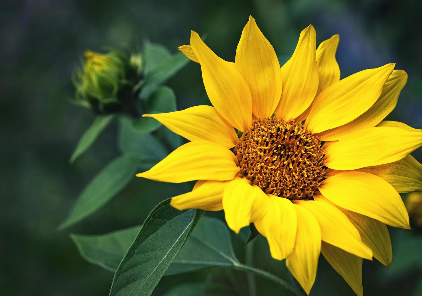 Bright yellow sunflower photo