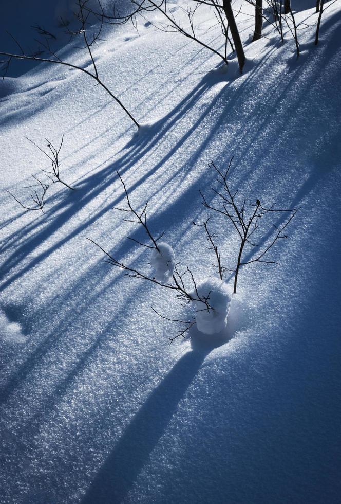 Long shadows on snow photo