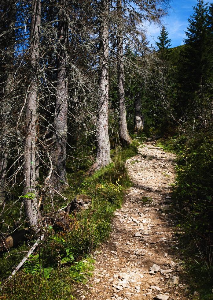 Mountain trail at the edge of dry trees photo