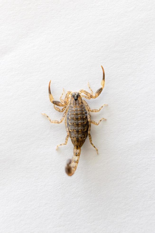 Brown scorpion on a white background photo