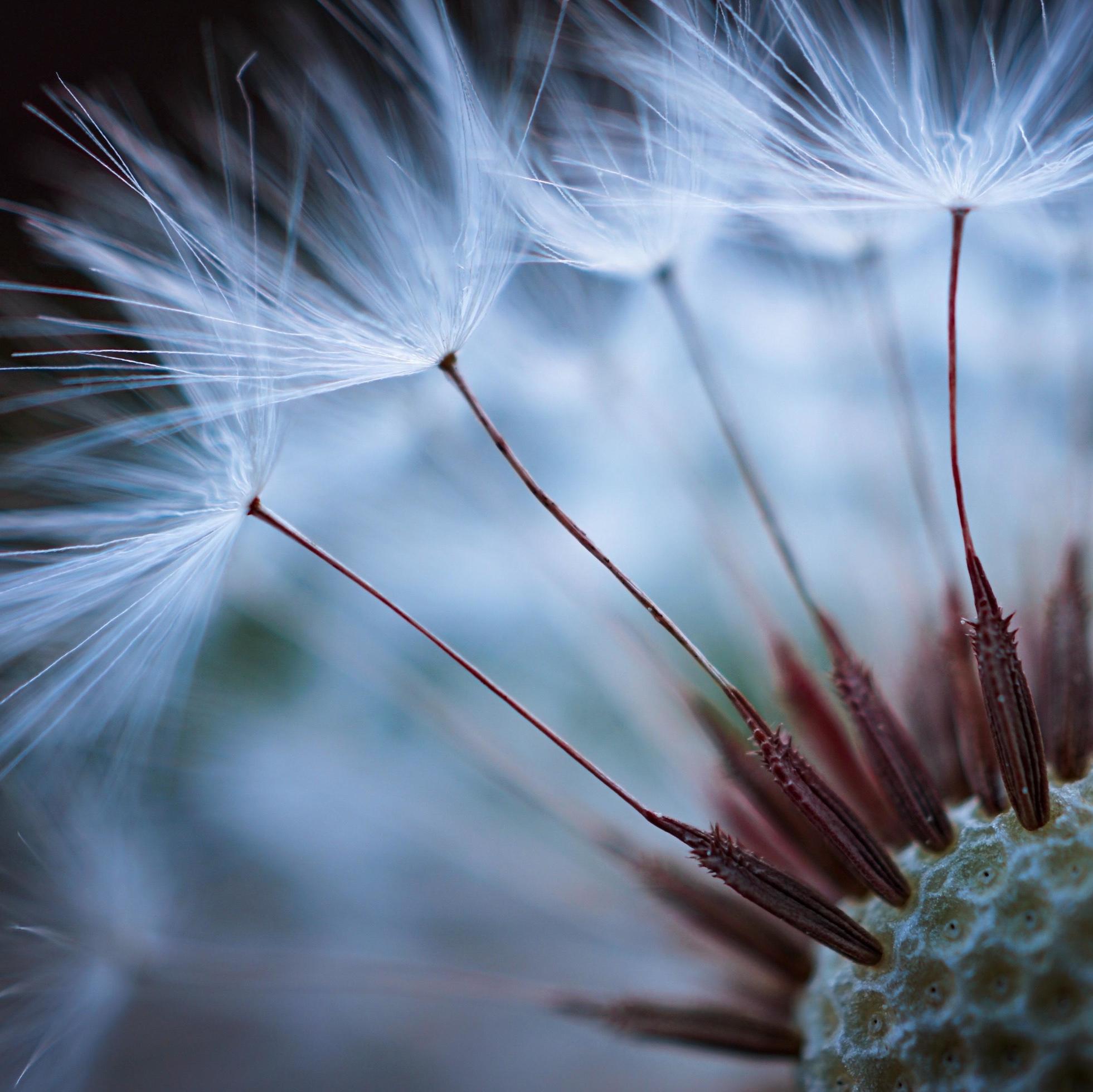Image of Close up of dandelion flower