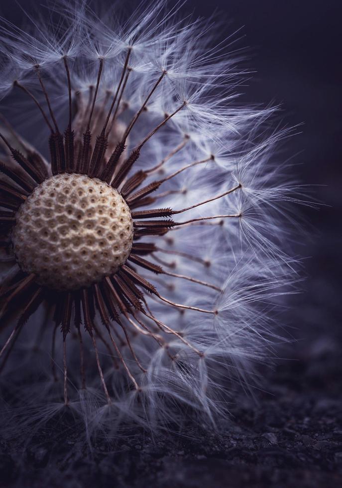 Macro cerca de una flor de diente de león en la temporada de primavera foto