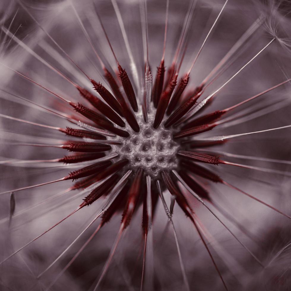 Macro cerca de una flor de diente de león en la temporada de primavera foto