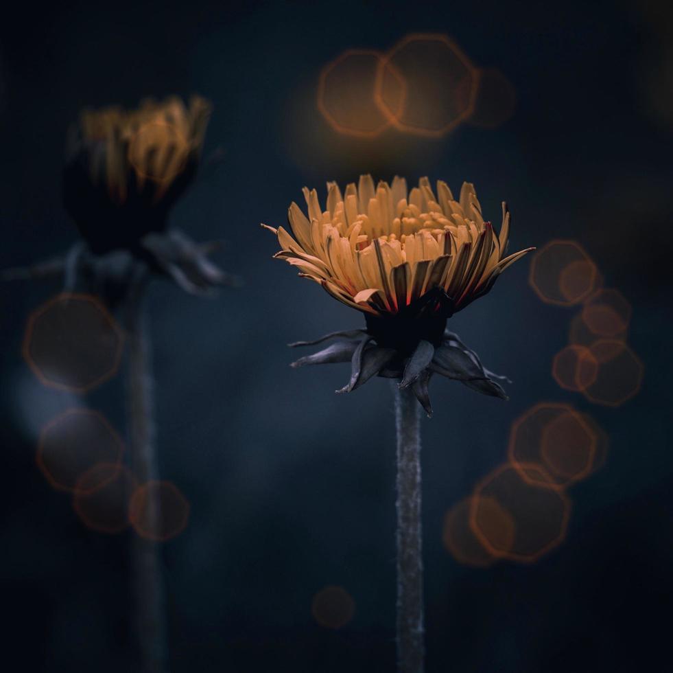 Yellow flower in the spring season photo