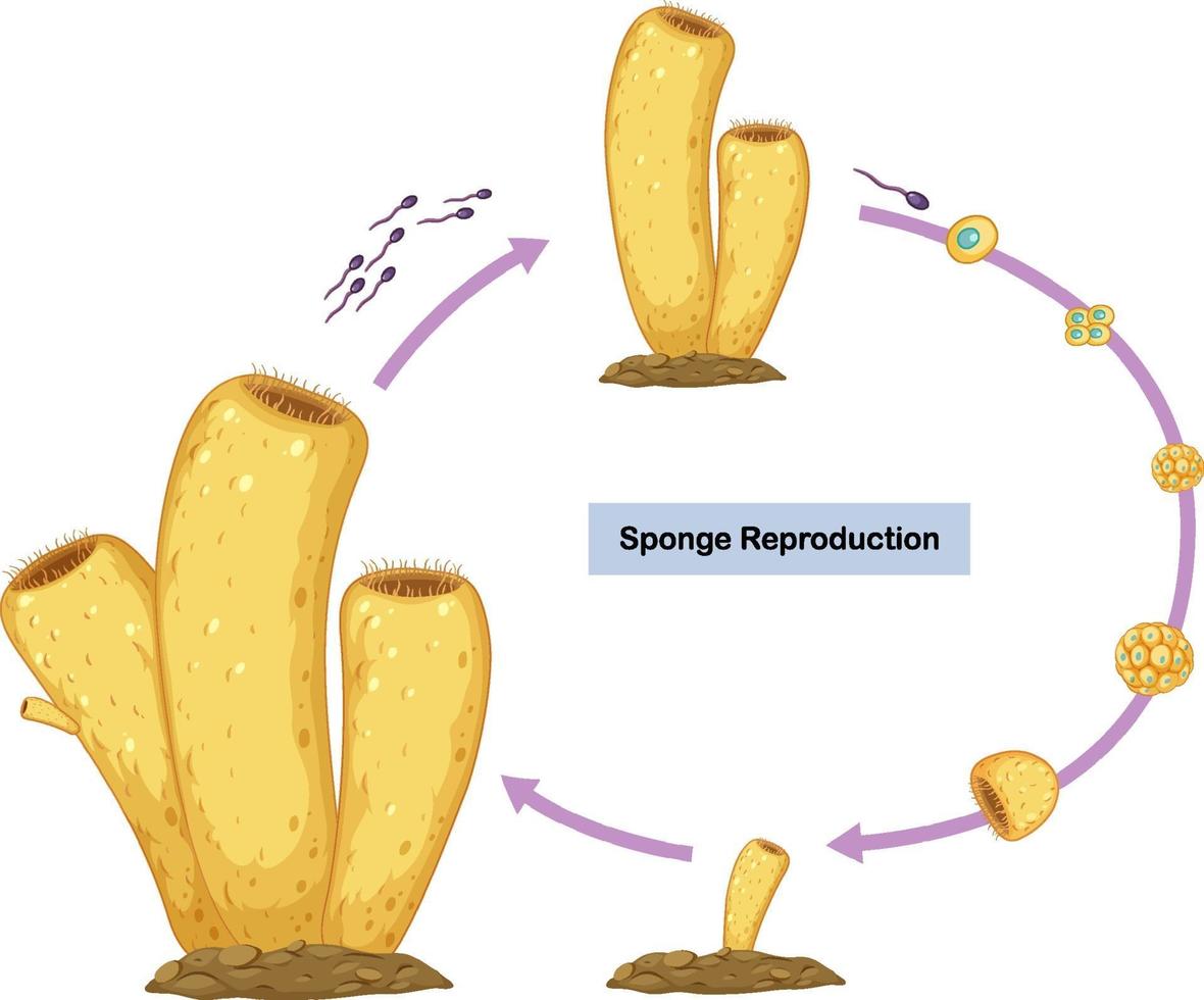 diagrama de reproducción sexual de esponjas vector