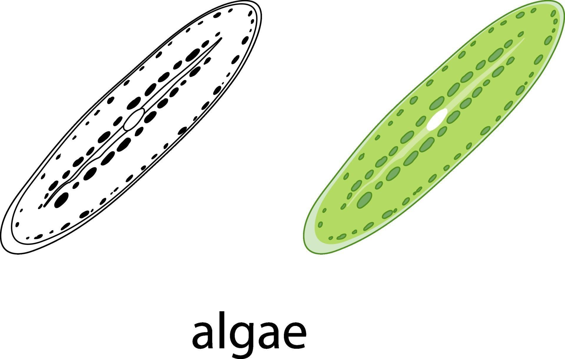 Algae in colour and doodle on white background 2156470 Vector Art at