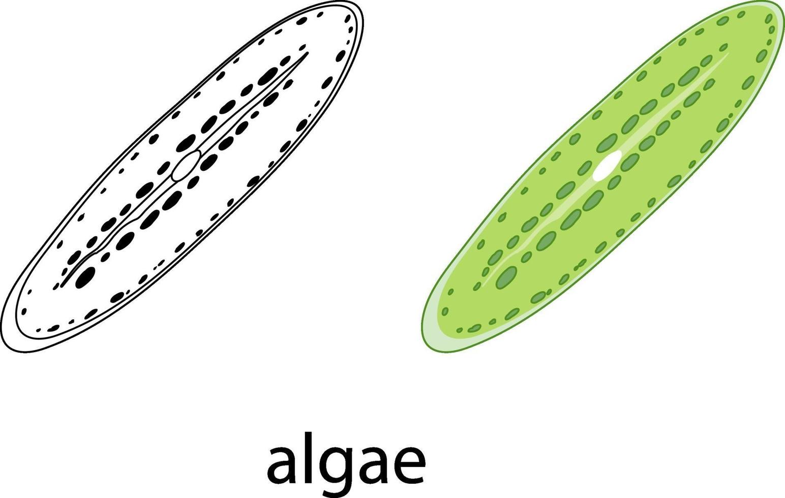 Algae in colour and doodle on white background vector