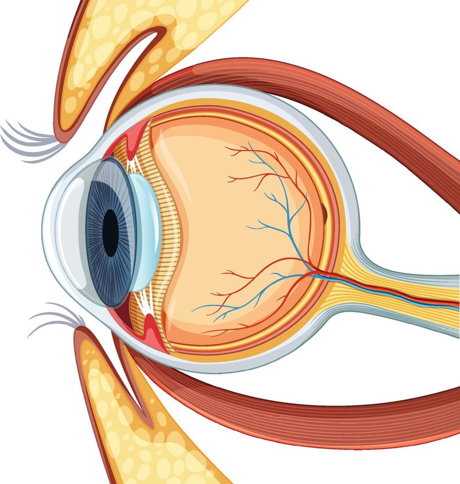 diagrama de la anatomía del globo ocular humano vector