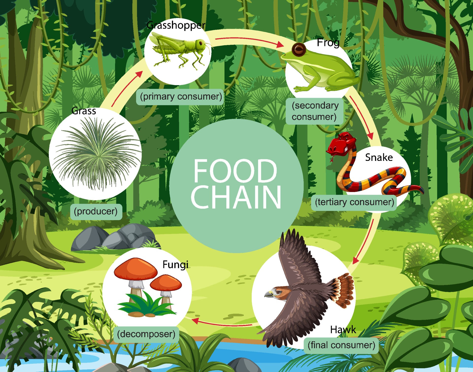 Food chain diagram concept on forest background 2156500 Vector Art at  Vecteezy