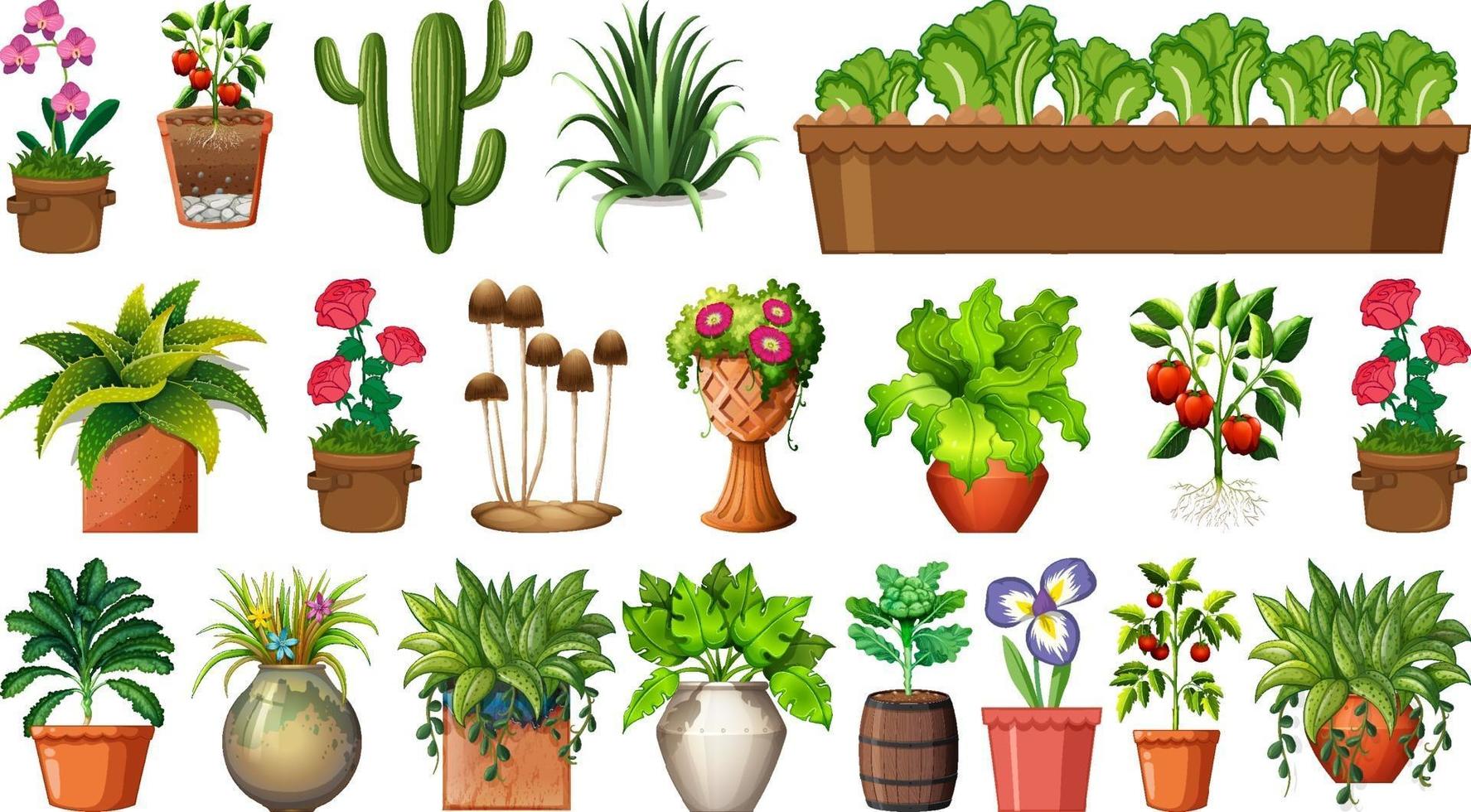Set of different plants in pots isolated on white background vector
