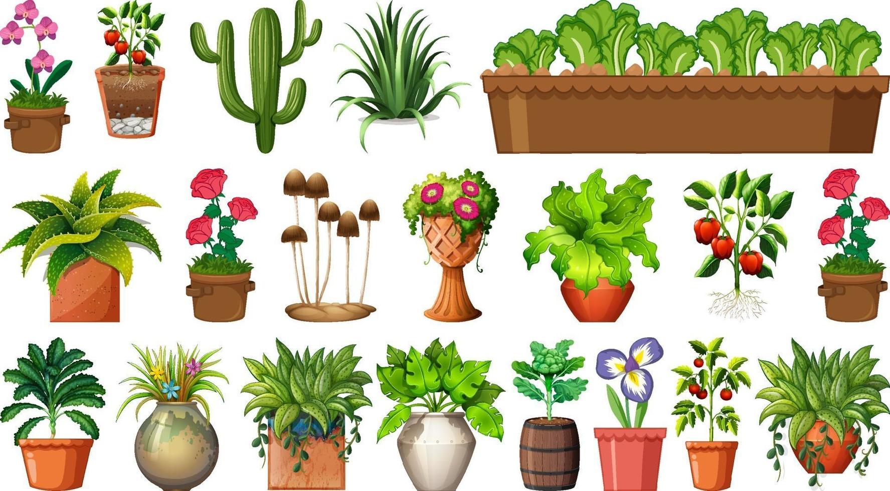 Conjunto de diferentes plantas en macetas aislado sobre fondo blanco. vector