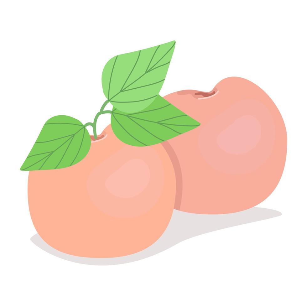 Two ruddy peaches, ripe juicy fruits, vector illustration in flat style.