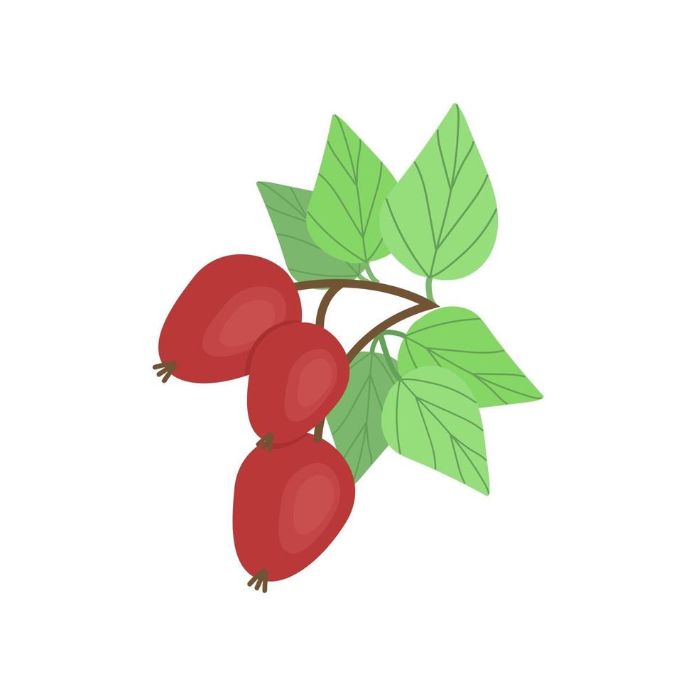 Sprig of dogwood with lush green leaves, fruit rich in vitamin C, large black currants, vector illustration in flat style.