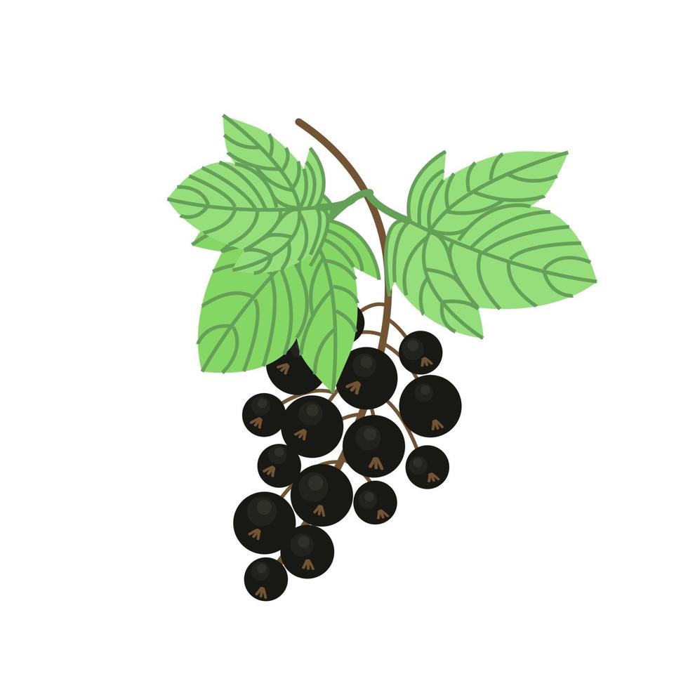 Sprig of black currant with lush green leaves, fruit rich in vitamin C, large black currant, vector illustration in flat style.