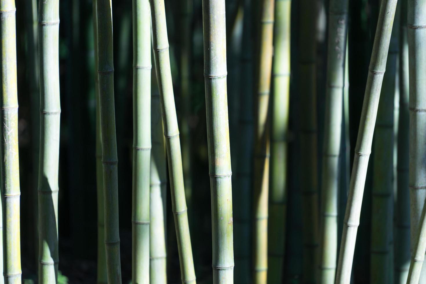 Green bamboo trunks in direct sunlight photo