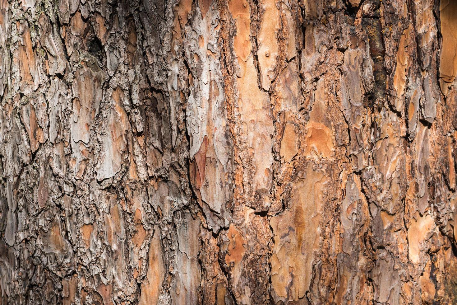 primer plano, de, marrón, corteza de árbol foto