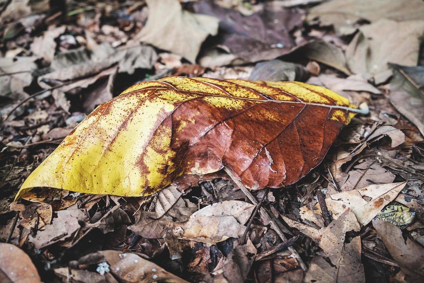 Close-up of dry leaves photo