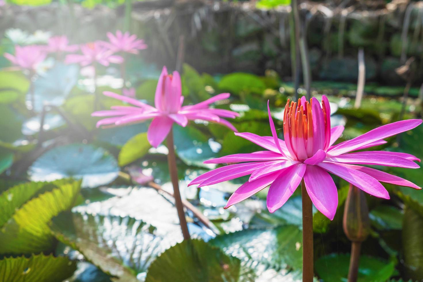 Pink lotus flowers in a pond photo