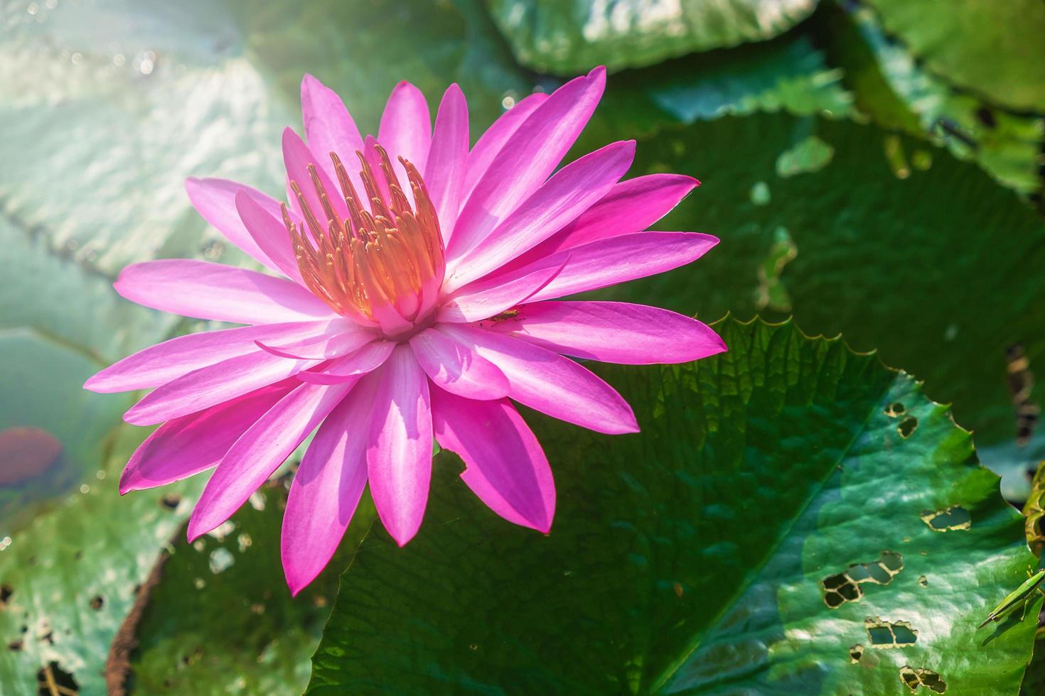 Lotus flower in a pond photo