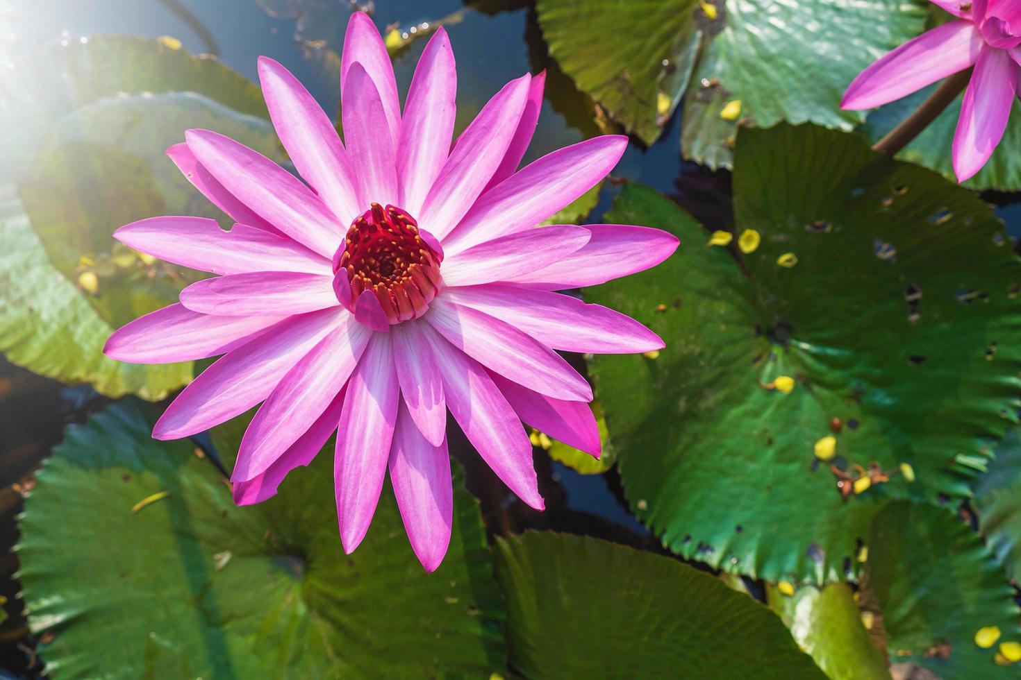 flor de loto rosa foto