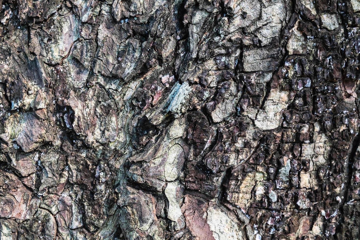 Tree bark texture photo