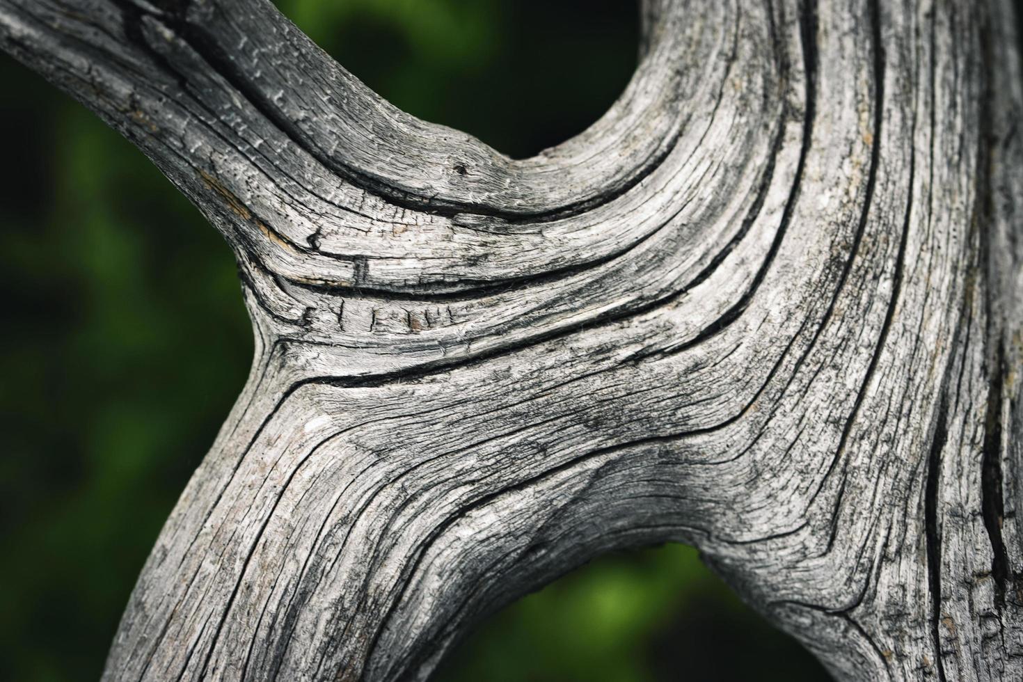 Detail dry gray old branch photo