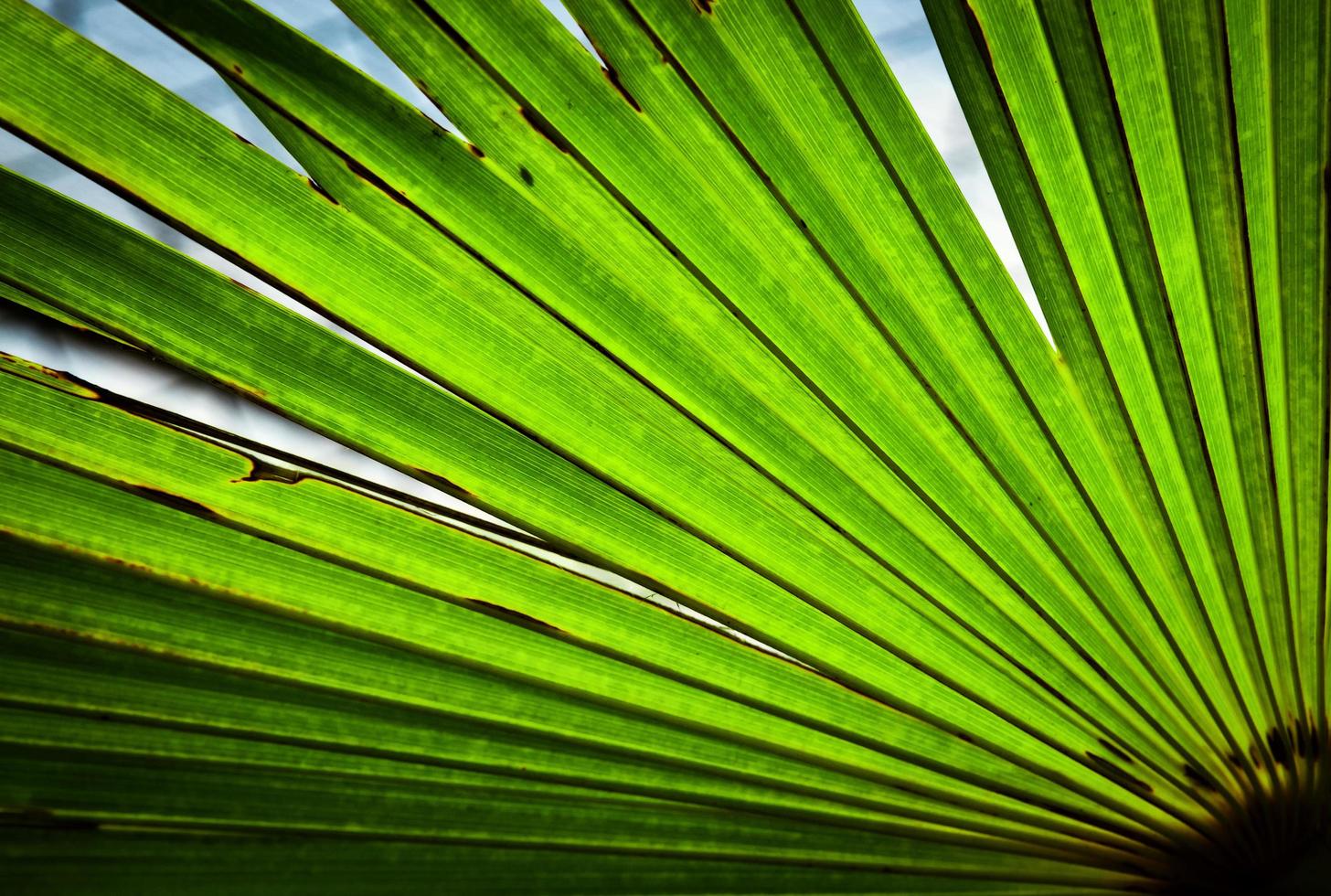 Detail of a green palm tree photo