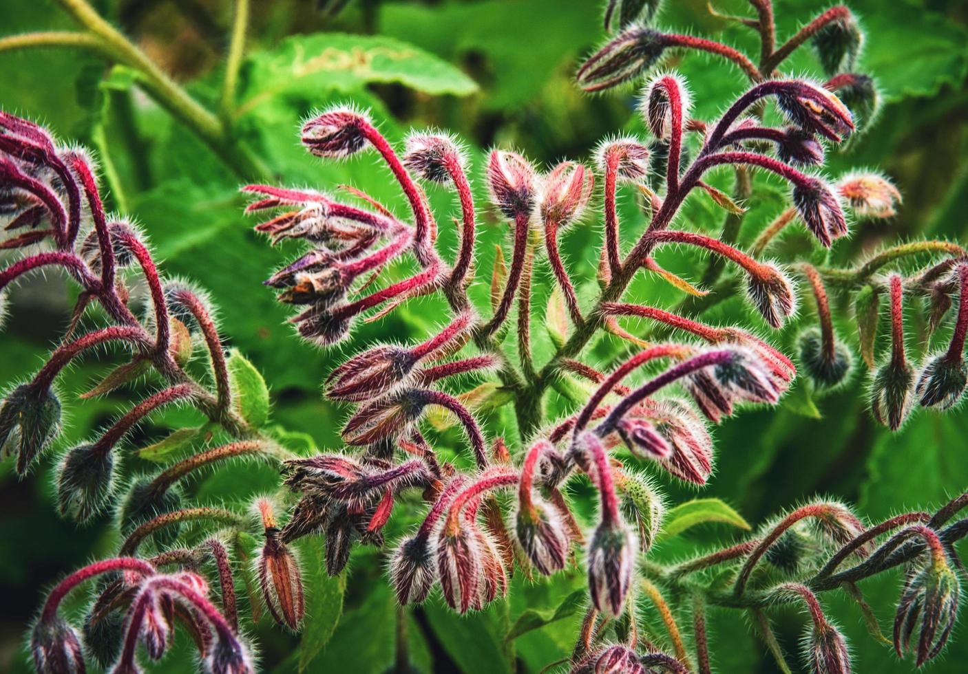 Detalle de una planta de borago foto