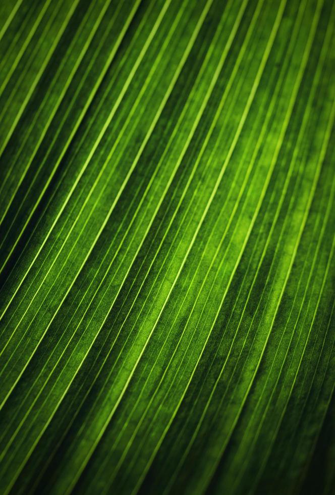 Detail of a green leaf photo