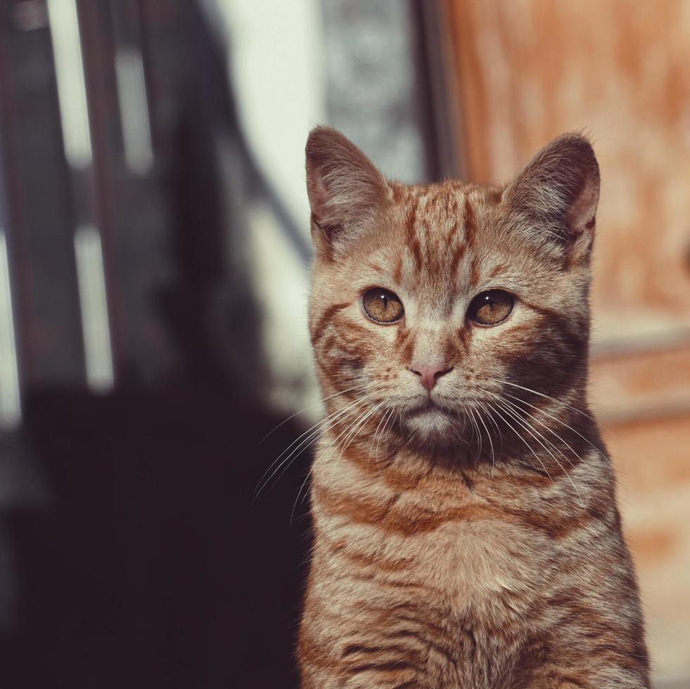 Brown stray cat portrait photo