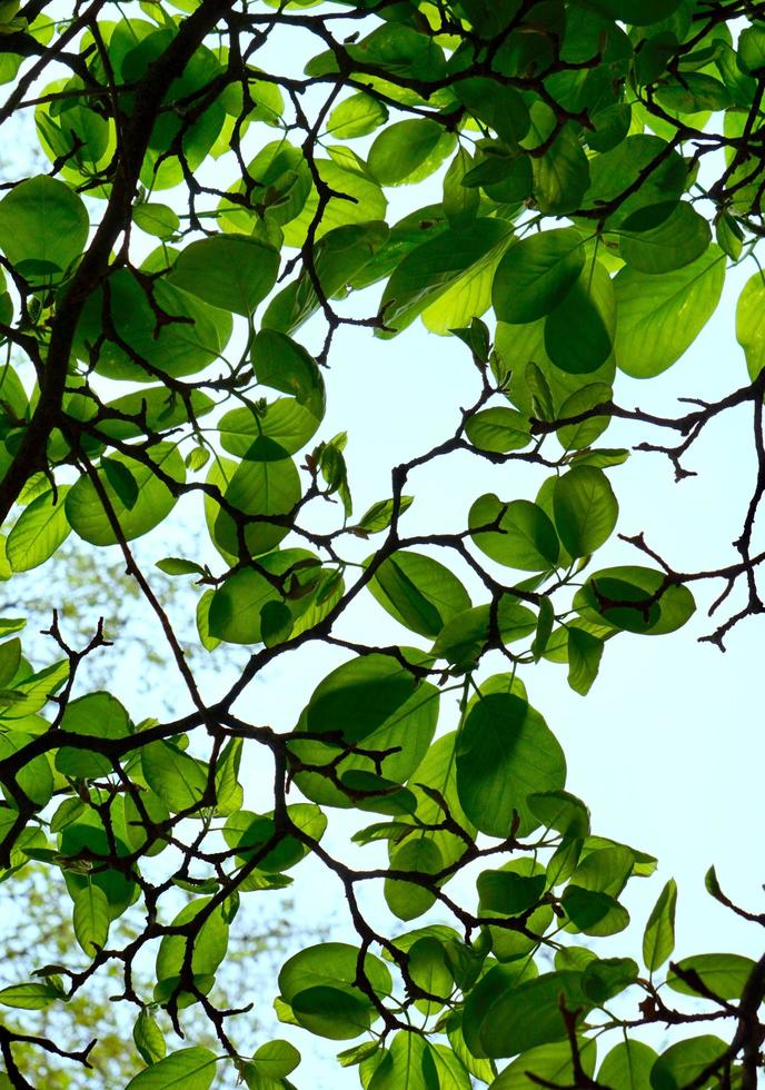 hojas de árboles verdes en la temporada de primavera foto