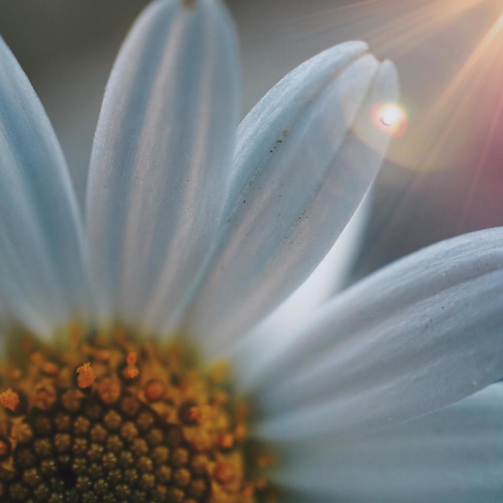 White daisy flower in the spring season photo