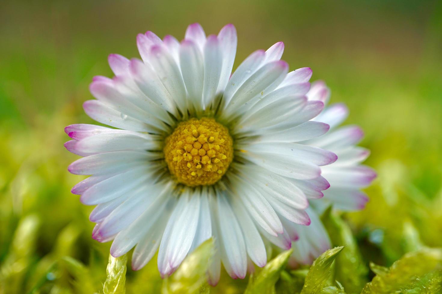 flor de margarita blanca en la temporada de primavera foto