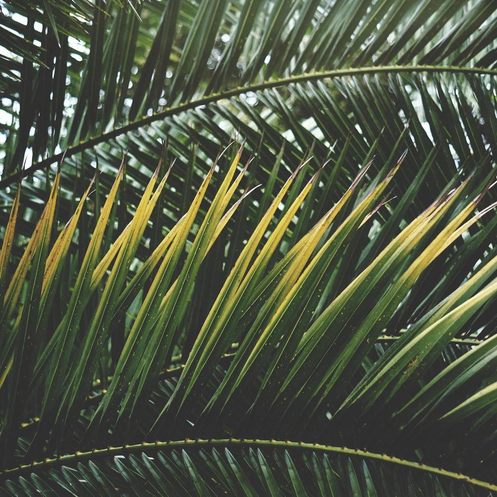 Palm trees and blue sky in a tropical climate photo