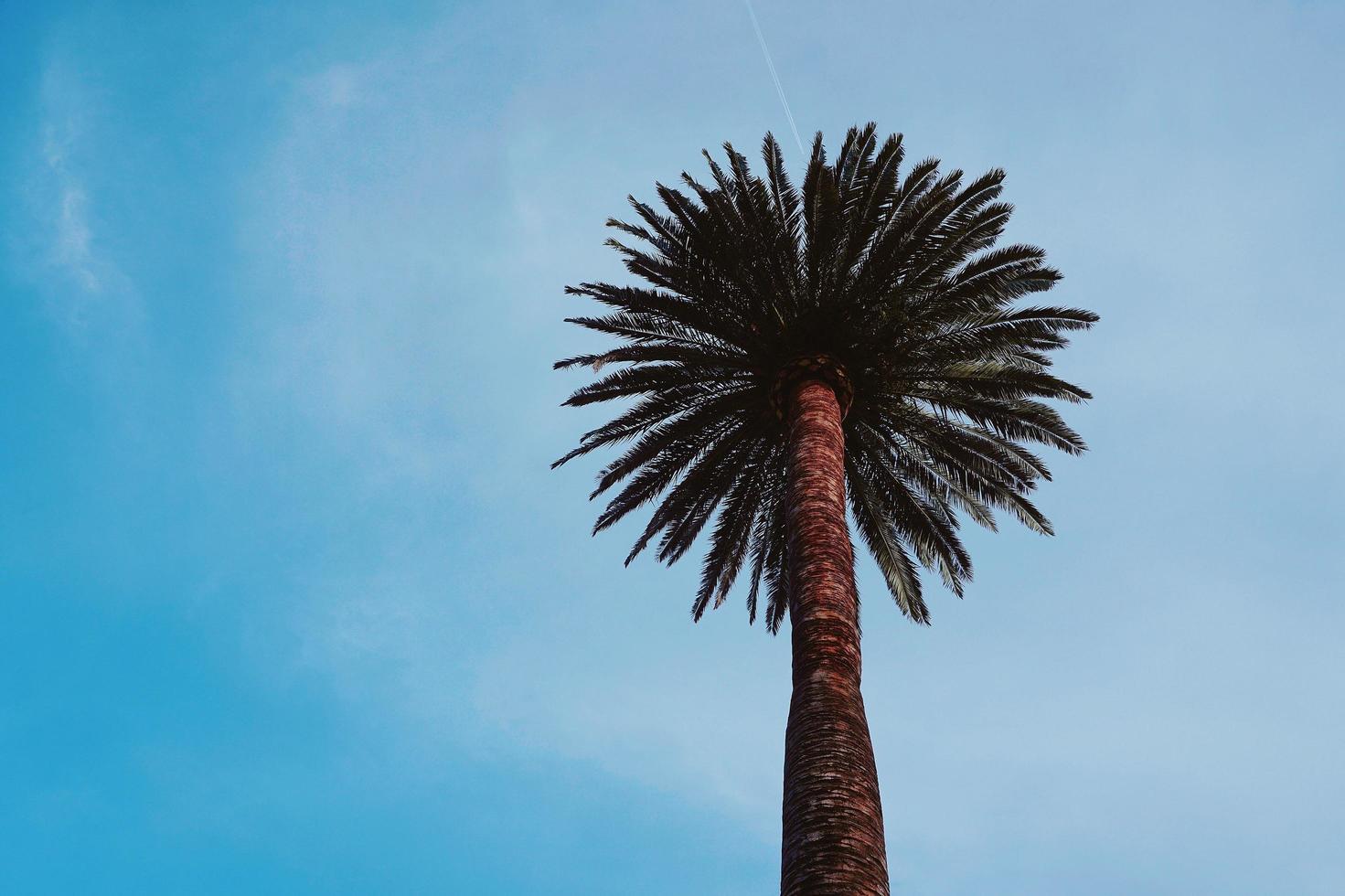 Palm trees and blue sky in a tropical climate photo