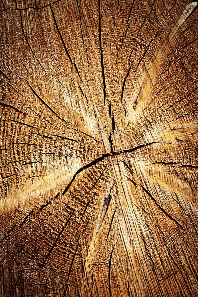 Cracks in wood photo