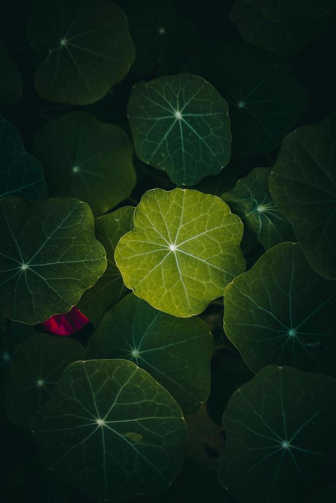 hojas de plantas verdes en un jardín en la temporada de primavera foto